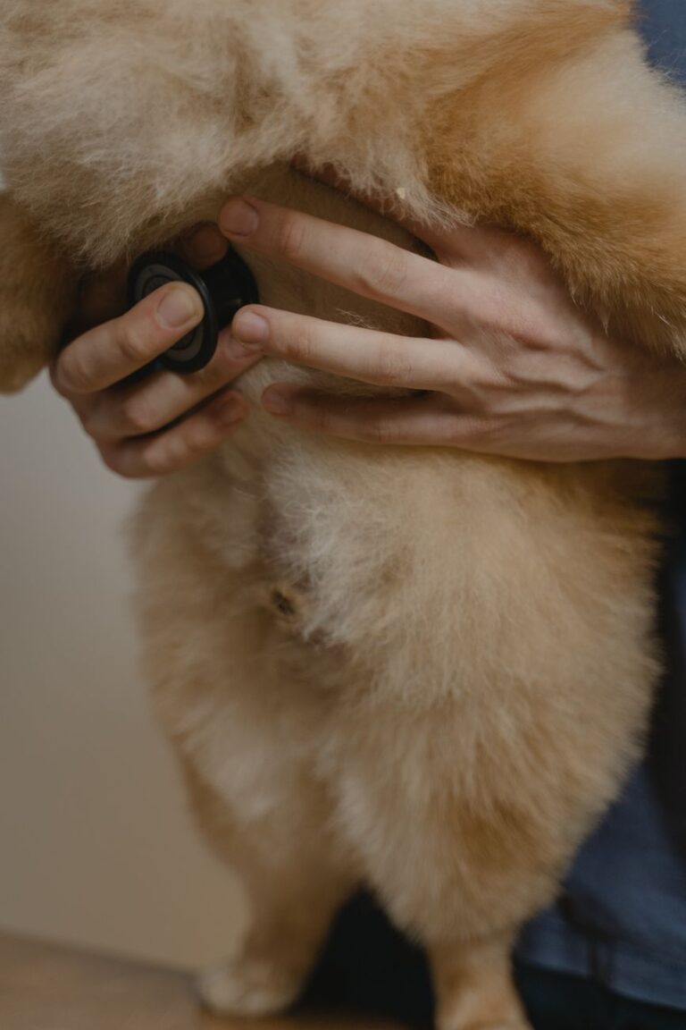 dog health checkup checklist for first time owners