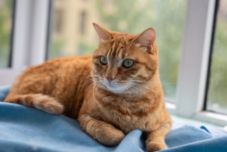 early signs of illness in indoor cats