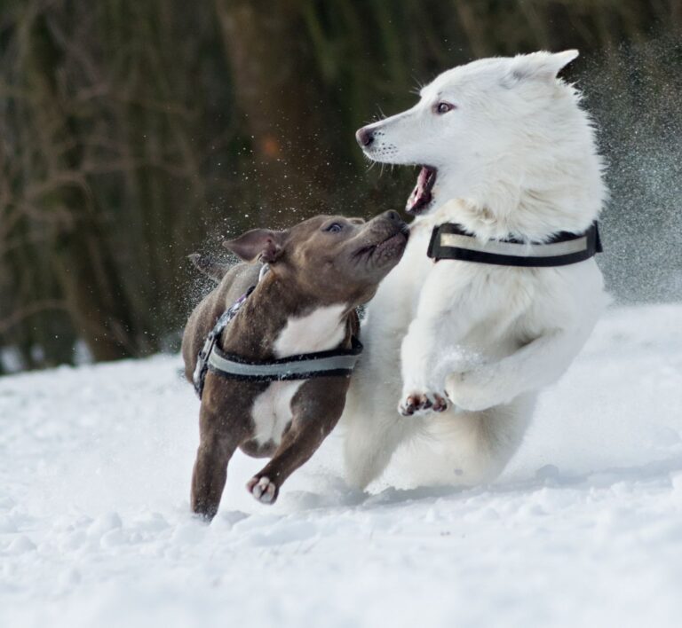natural ways to improve dog immune system