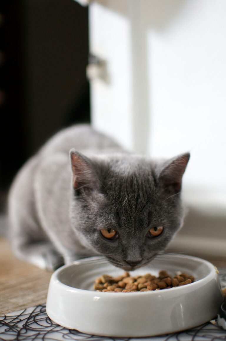 healthy cat food ingredients to avoid allergies