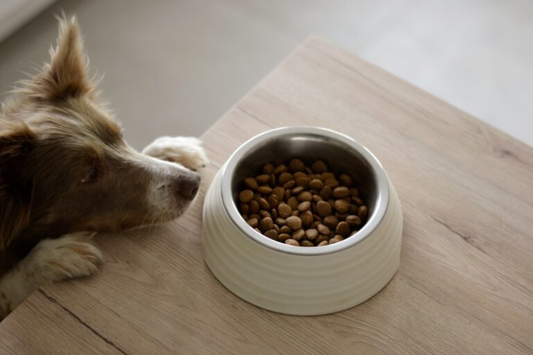 how much should a puppy eat by age