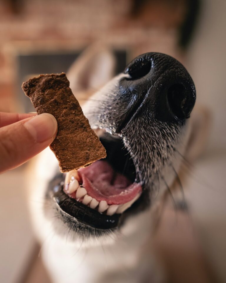 best natural treats for overweight dogs