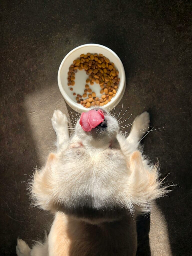 complete pet nutrition guide for beginners