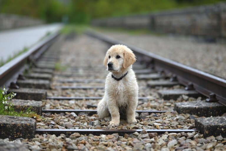best way to potty train a puppy fast
