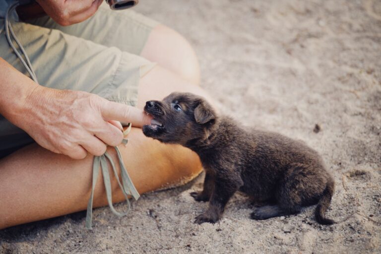 how to stop puppy biting without punishment