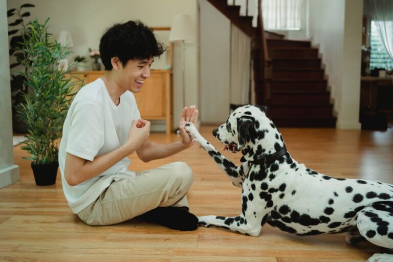 how to train a stubborn dog at home
