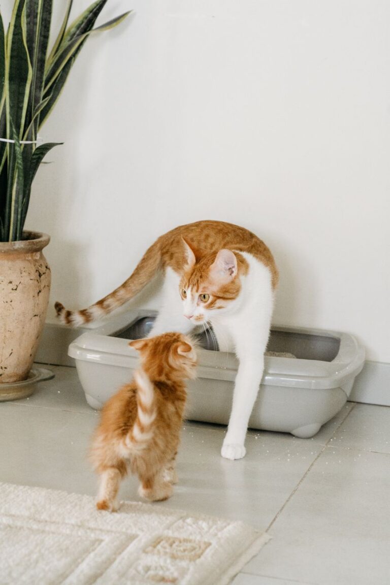 cat litter training tips for kittens