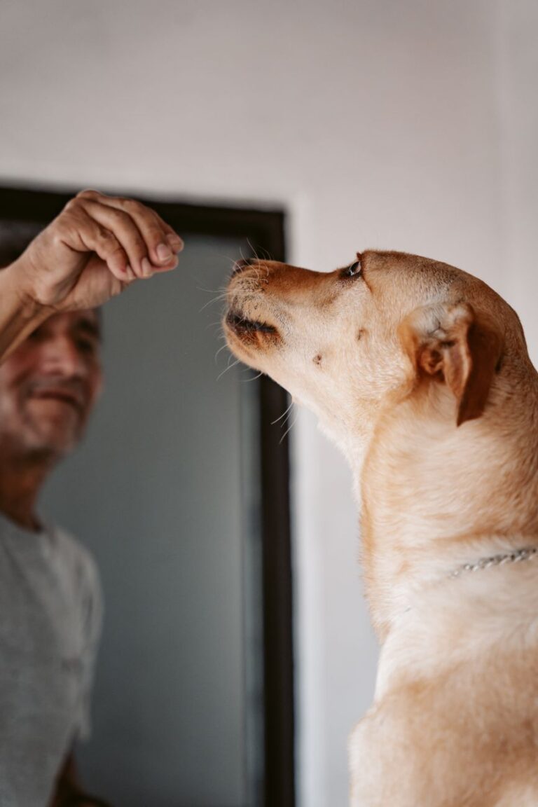 positive reinforcement dog training for beginners