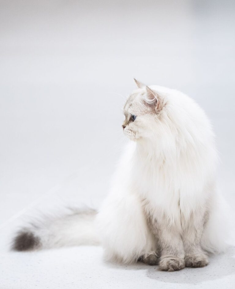 best grooming routine for long haired cats