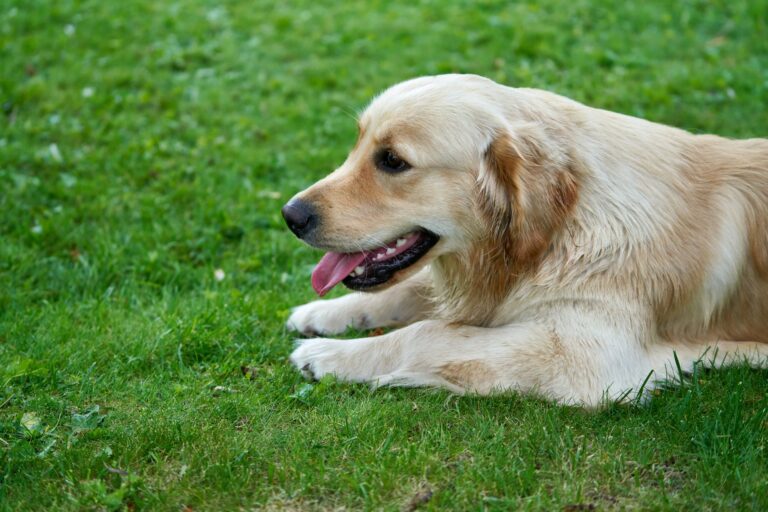 how often should you groom a golden retriever