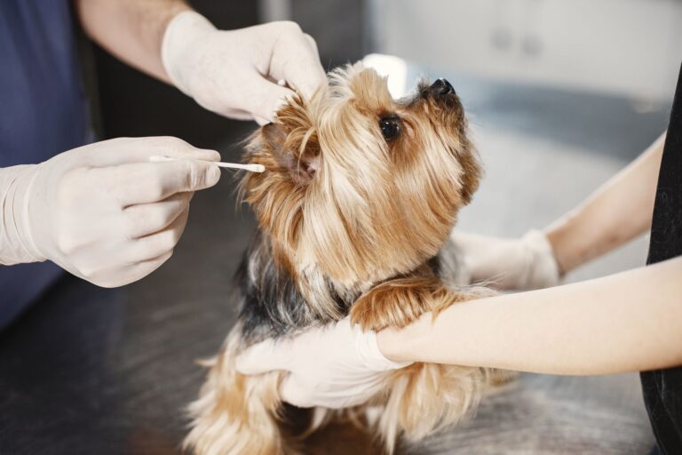 how to clean a dog's ears safely