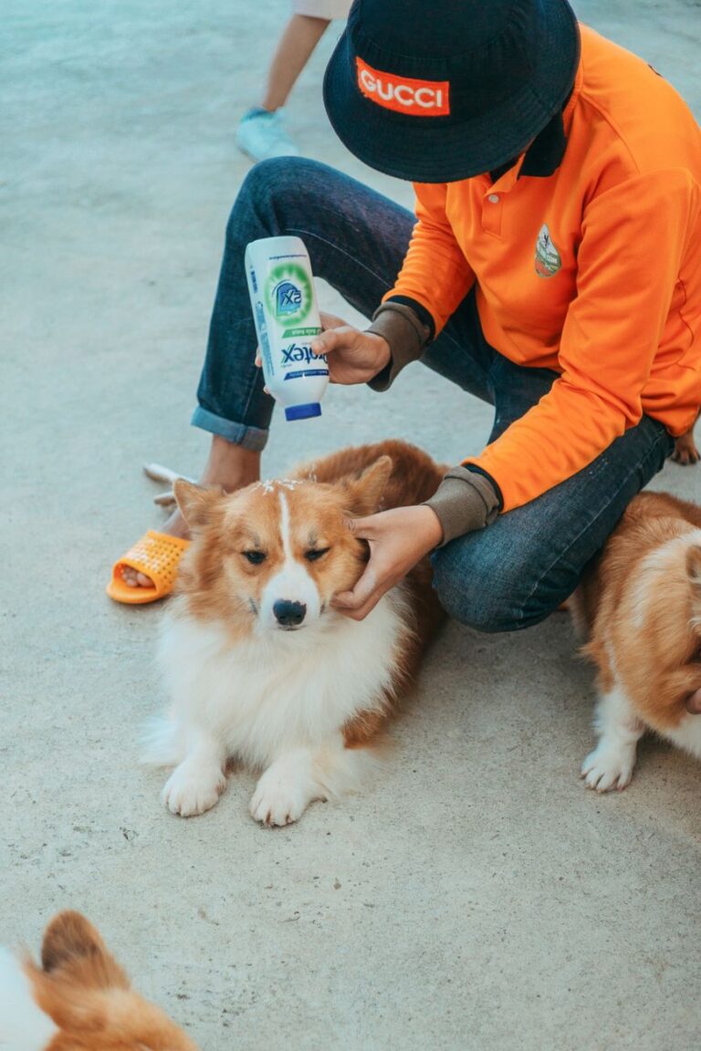 best pet shampoo for itchy skin guide