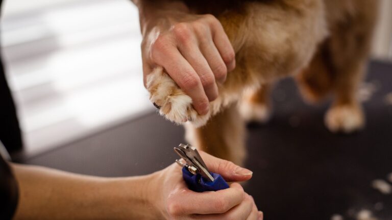 easy dog nail trimming tips at home