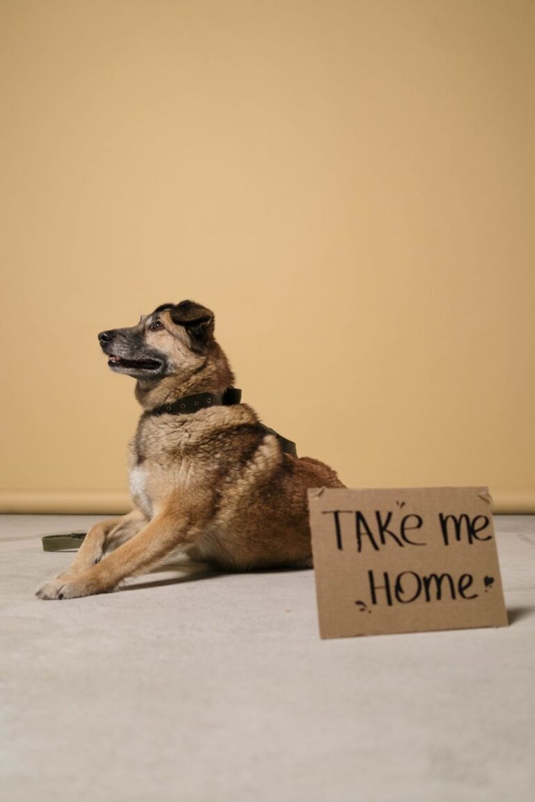 how to care for a rescued dog at home