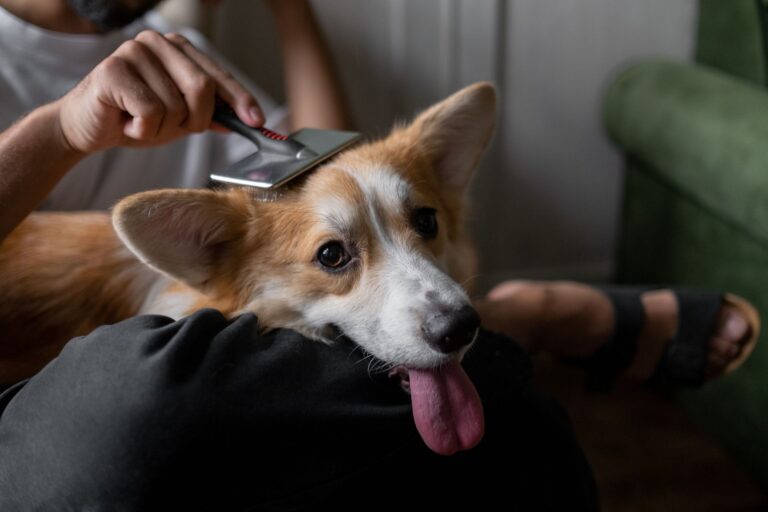 daily pet care routine for busy owners