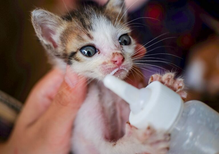 complete kitten care guide for beginners