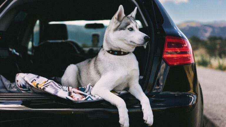pet travel checklist for long road trips