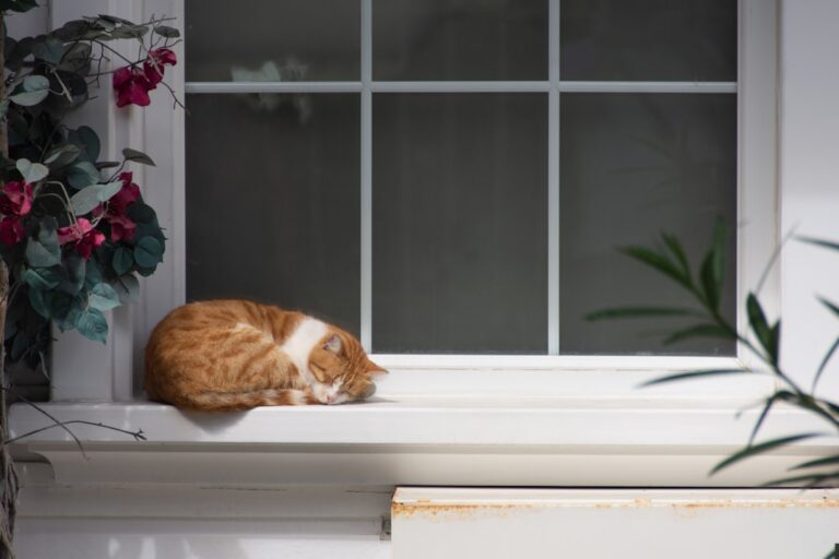 fun enrichment ideas for indoor cats
