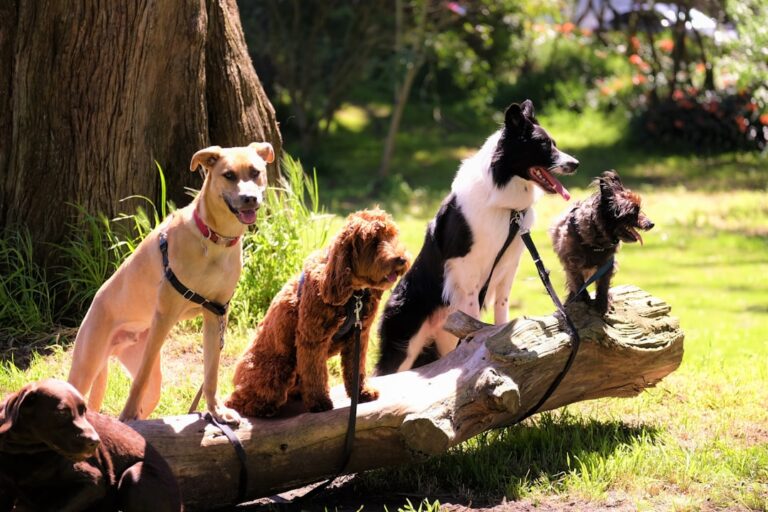 best indoor activities for energetic dogs
