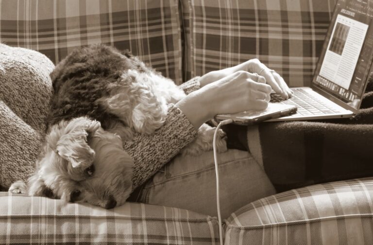 how to reduce pet boredom while at work