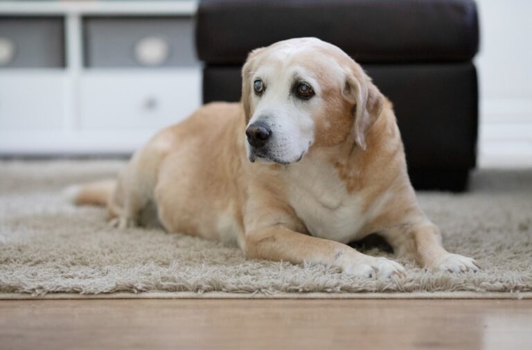 healthy lifestyle habits for senior dogs