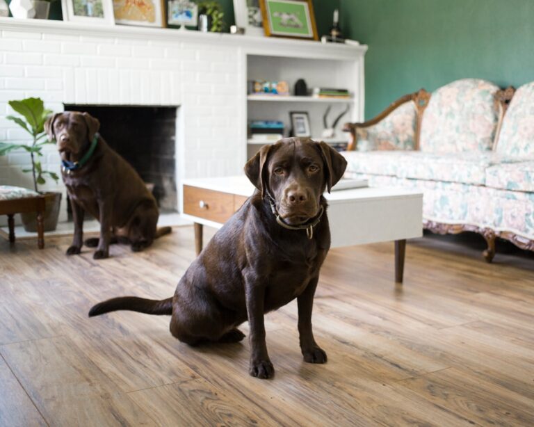 best pet friendly home organization ideas