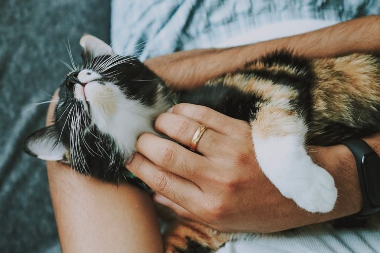 how to take care of a new pet at home