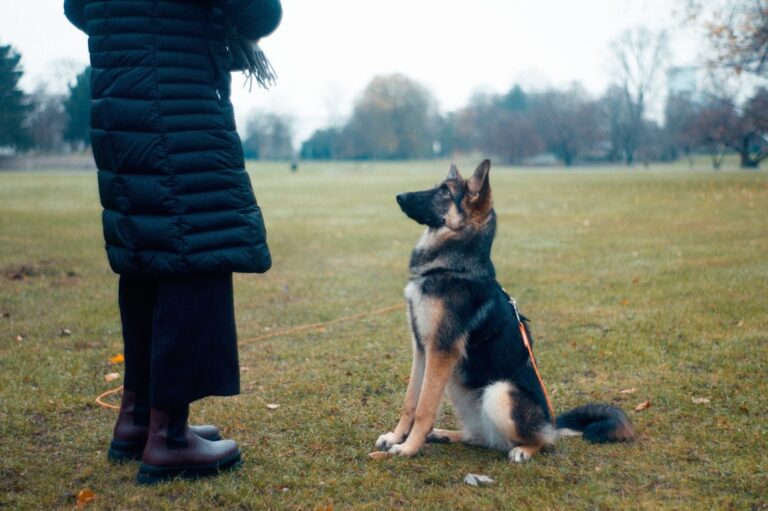positive reinforcement pet training for beginners