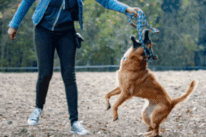 Aggressive Dog Training Near Me