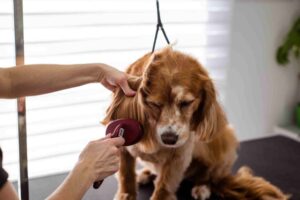 Mobile Dog Grooming Near Me