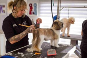Mobile Dog Grooming Near Me