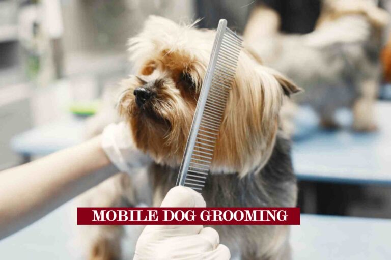 Mobile Dog Grooming Near Me: గ్రూమింగ్ సేవలు, ధరలు & బుకింగ్ గైడ్ Mobile Dog Grooming Near Me