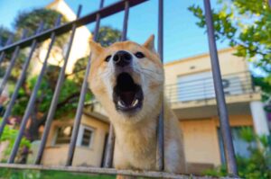 Aggressive Dog Training