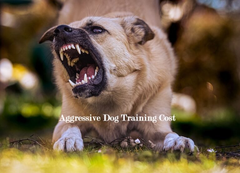Aggressive Dog Training – కోపంగా ఉండే కుక్కలకు శిక్షణ Aggressive Dog Training
